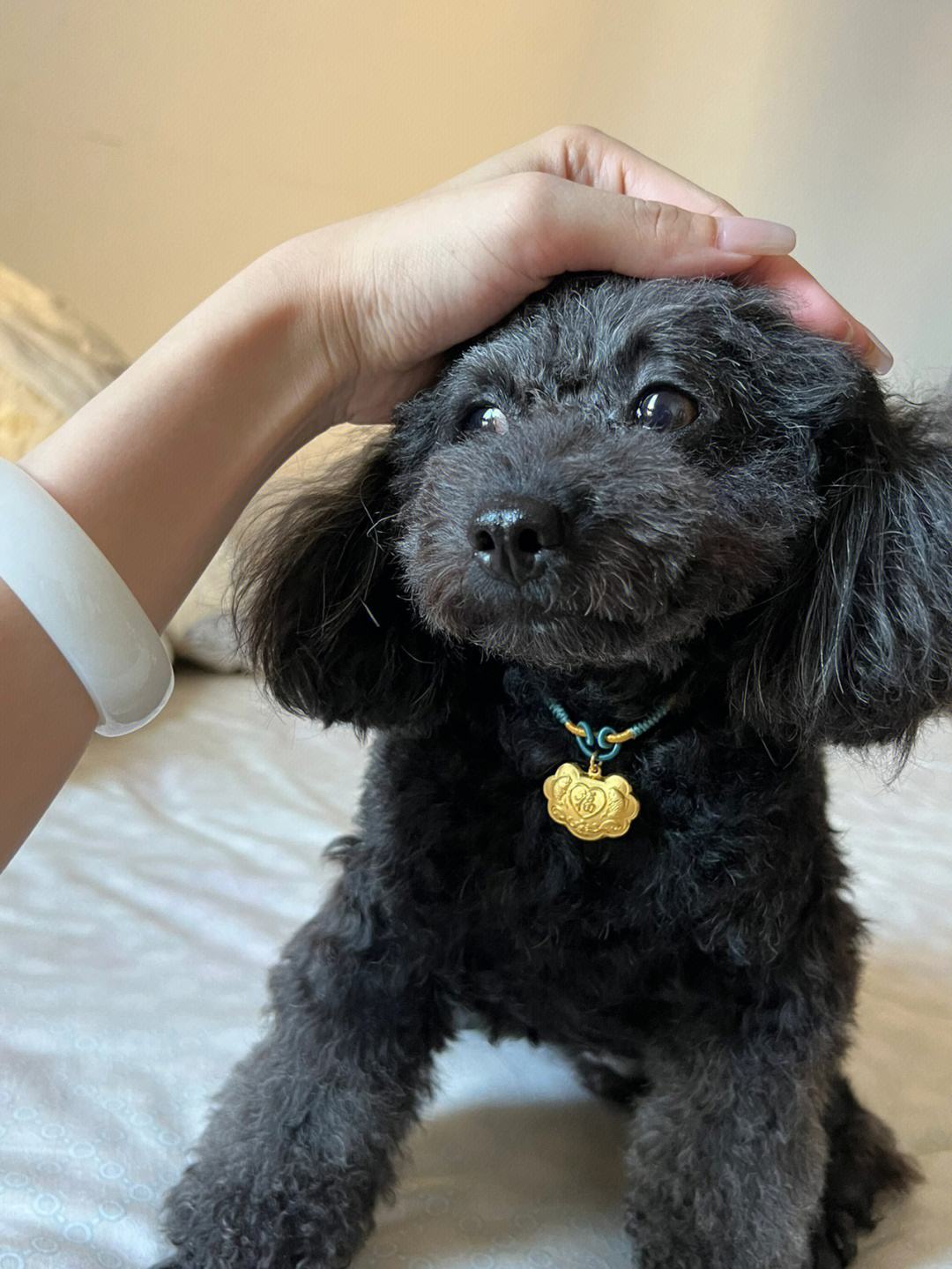 泰迪不建议养的原因,泰迪皮肤有黑色斑点什么原因