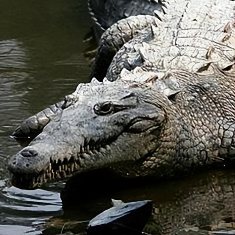 涨停先锋数据快吗,涨停先锋软件