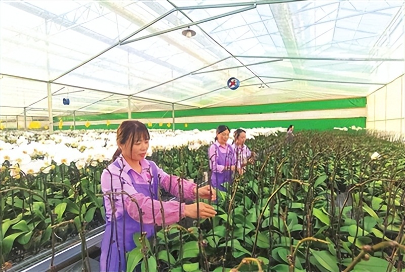 蝴蝶兰山东种植基地,蝴蝶兰青岛基地