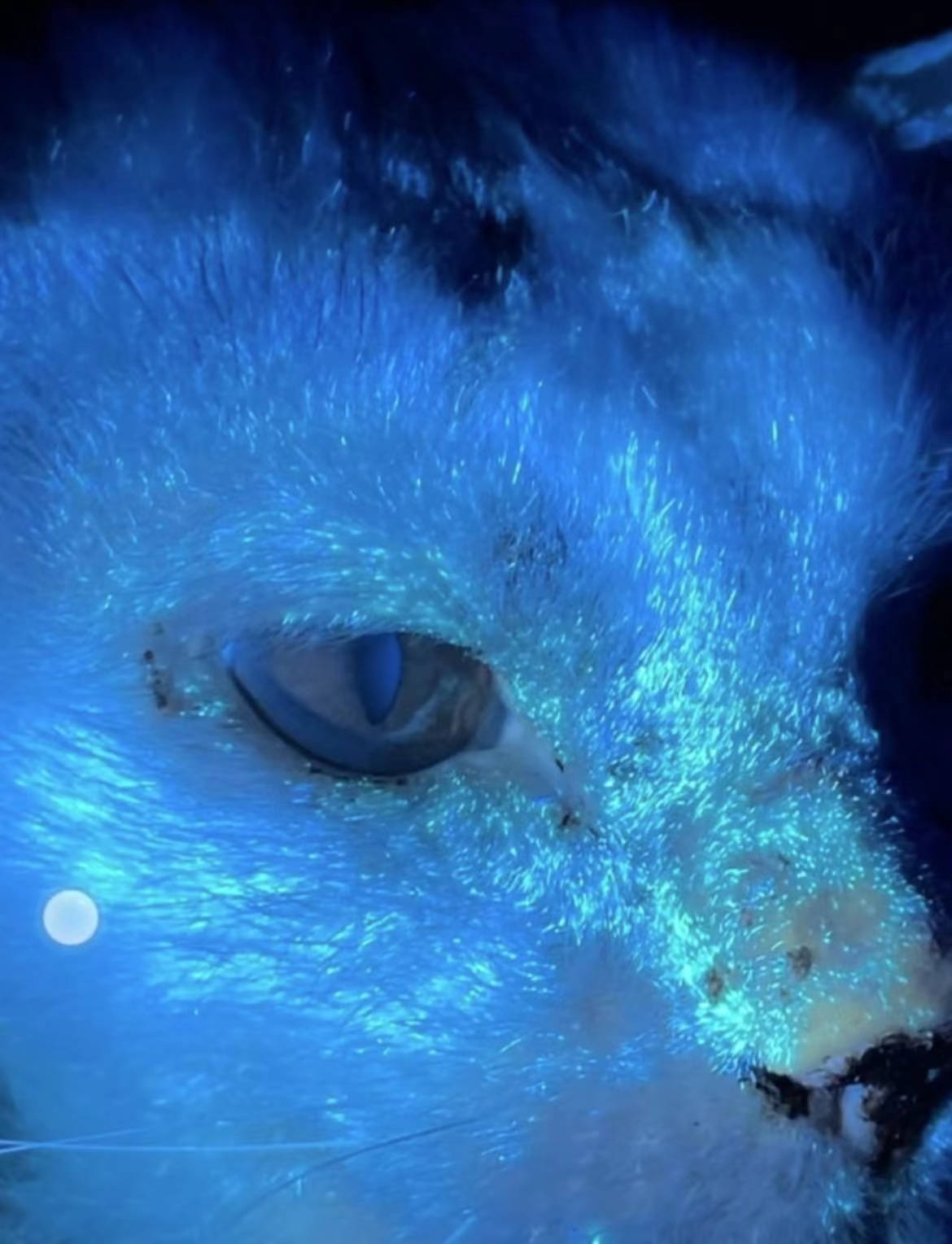 肤曲康治疗猫癣怎么样,猫癣宠物医院治疗费用