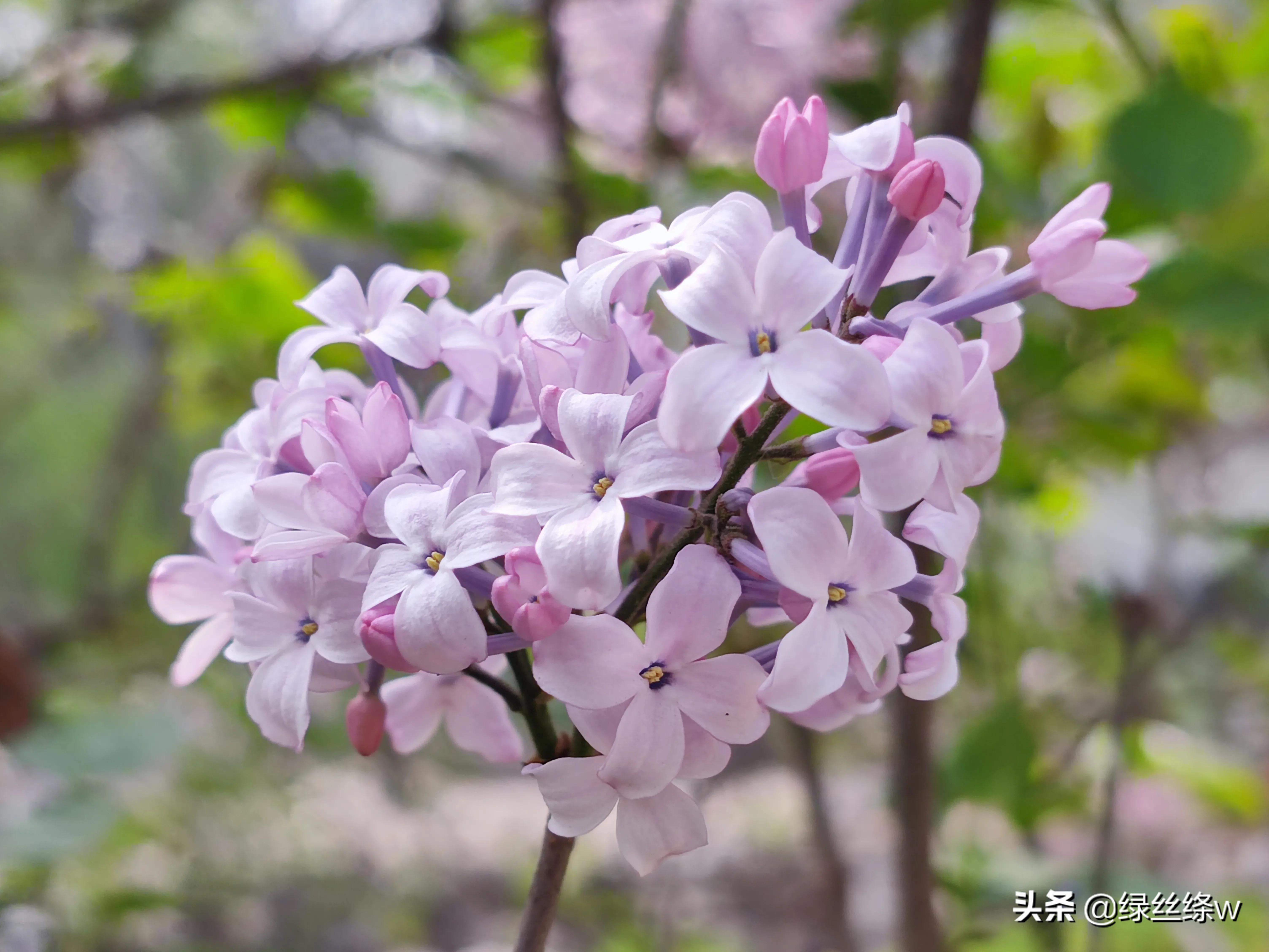 咏诗友原创诗词大全,春日赏花诗句大全