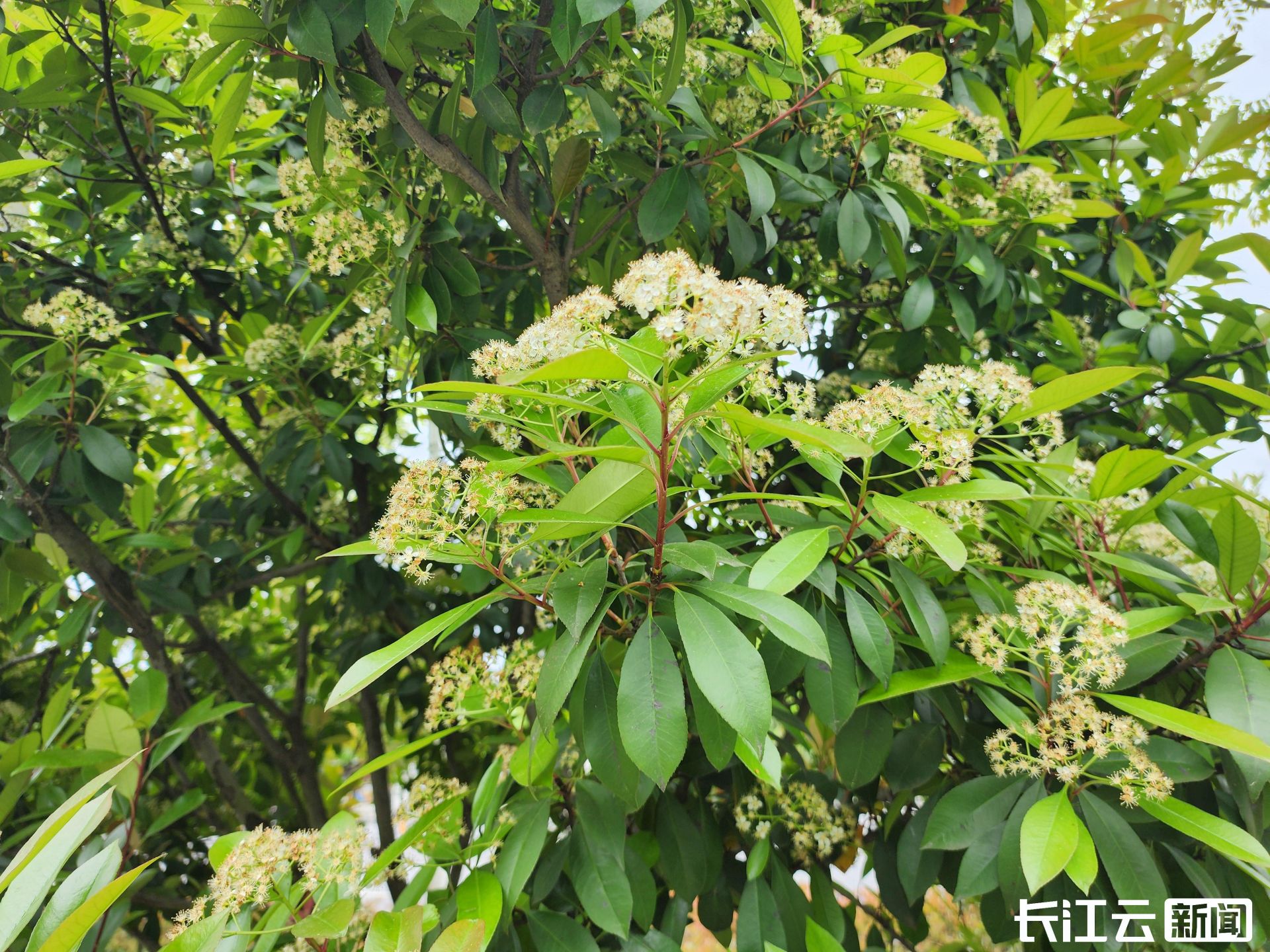 郑州为什么要种那么多石楠花,园林专家说石楠花除了臭没缺点
