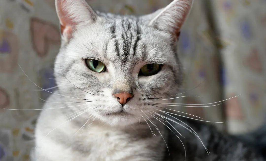 关于猫咪的31条“冷知识”，一半人都不知道