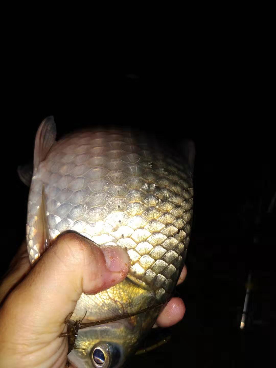 夜钓浮漂上色方法图片大全,夜钓鱼最好的季节