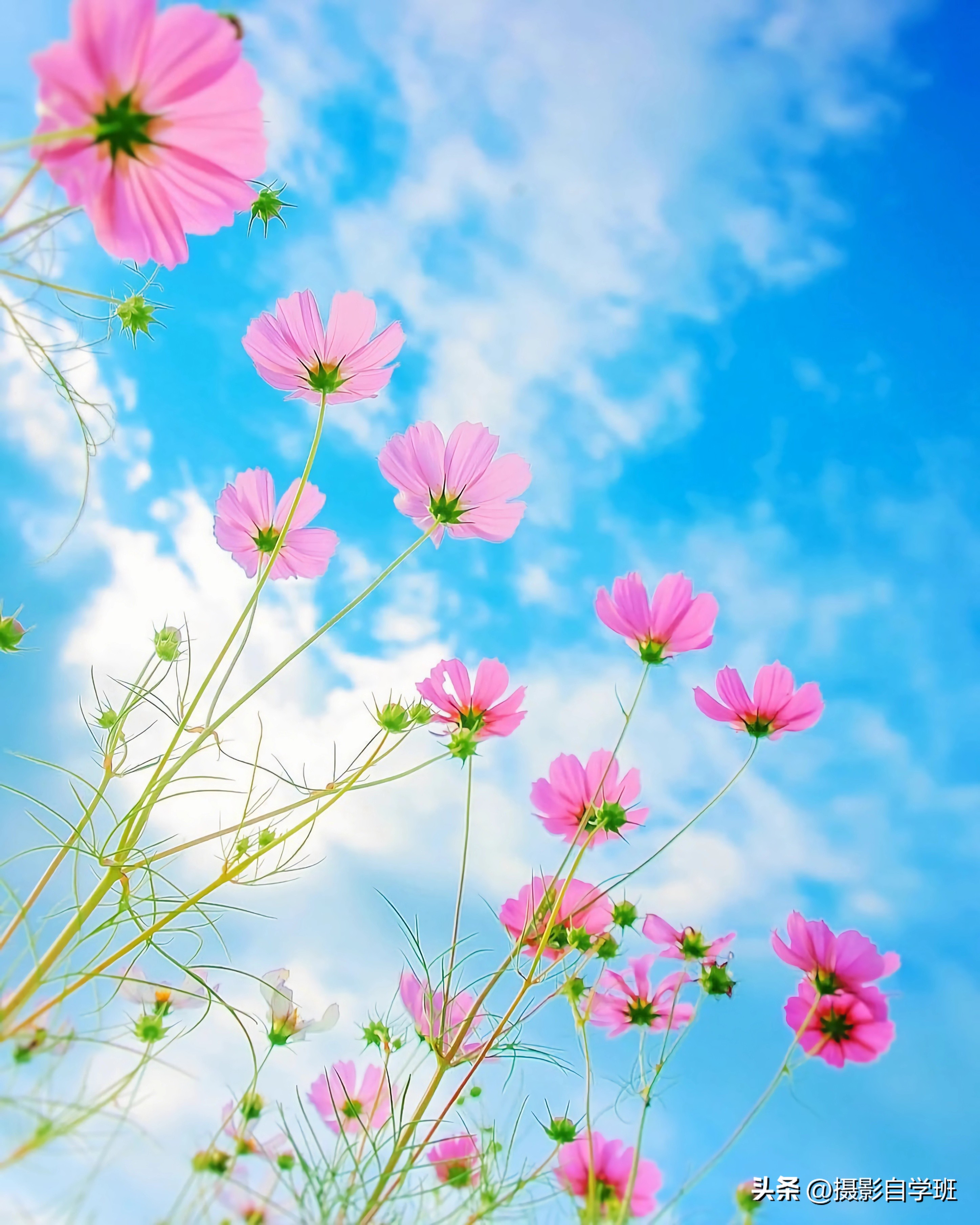 格桑花拍摄技巧,格桑花怎么拍照好看