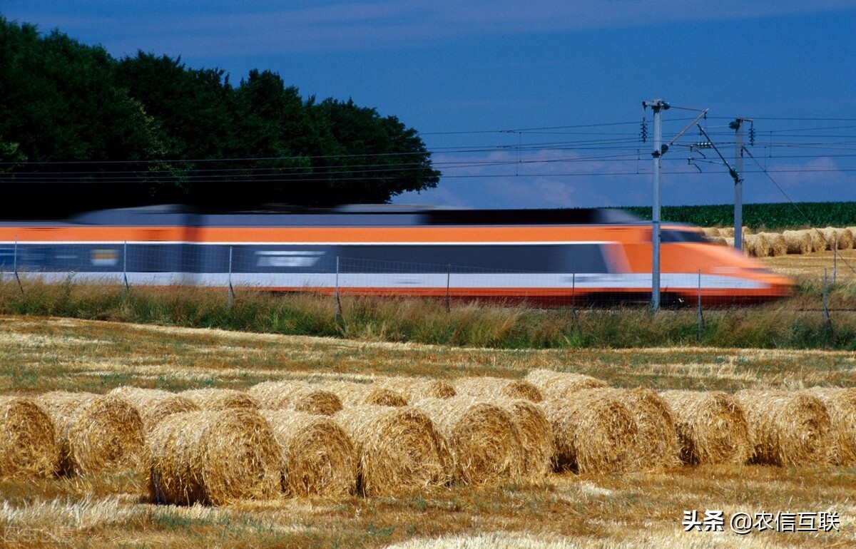 运费对玉米价格影响,玉米运费下调百分之五十是真的吗