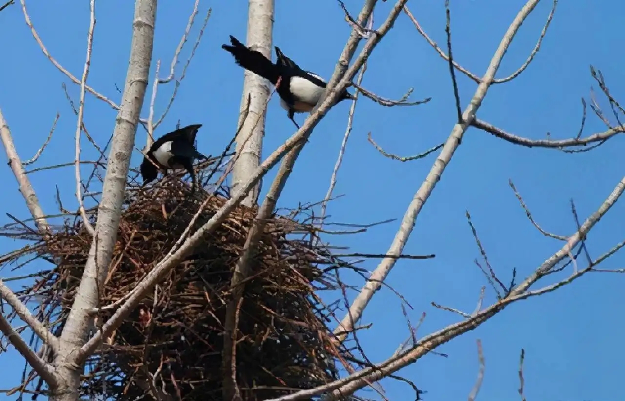 喜鹊的窝杂乱不堪为什么不怕风雪,喜鹊窝搭得乱七八糟为何不怕风雪