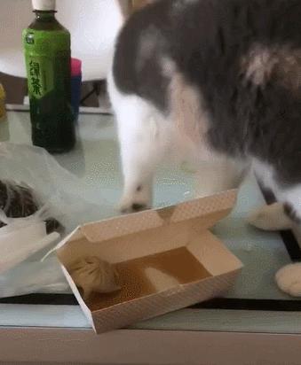 除了三花猫还有什么猫被弃养,为什么三花猫的弃养率高