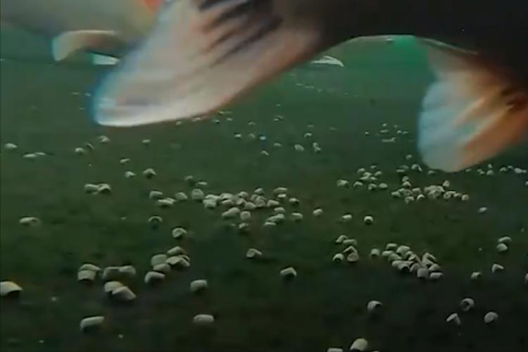 养锦鲤月入百万,靠养锦鲤发家