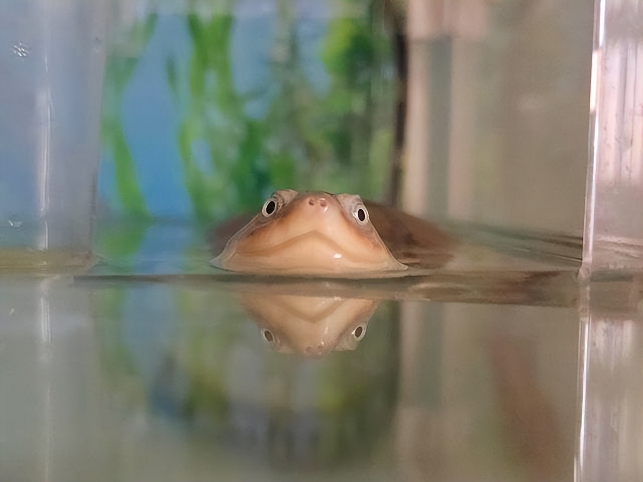 沼泽侧颈龟老是欺负别的龟,沼泽侧颈龟咬乌龟