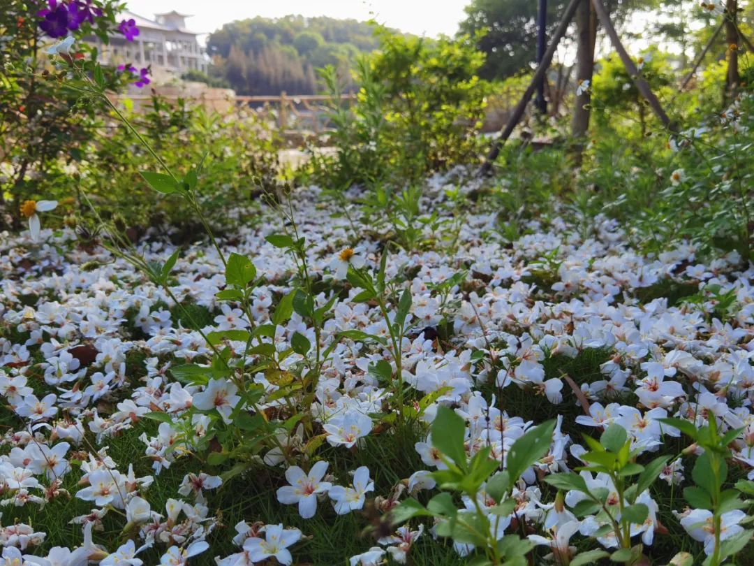 五一适合去哪旅游东山岛,东山岛旅游攻略一天游玩