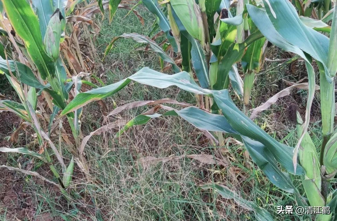 玉米除草剂药害最佳补救方法,玉米24d丁酯除草药害图片