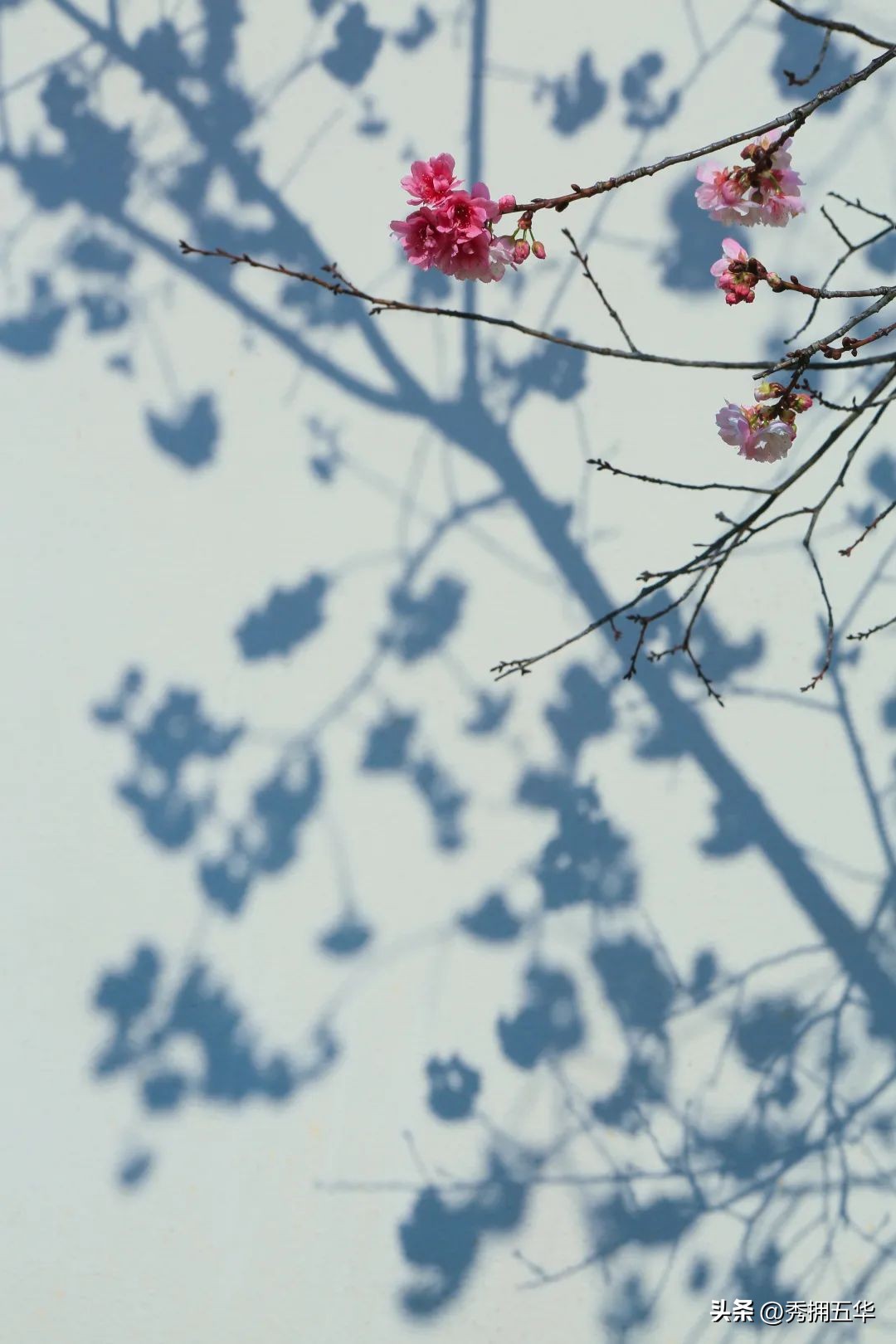 把春天装进校园里作文,把春天装进眼里