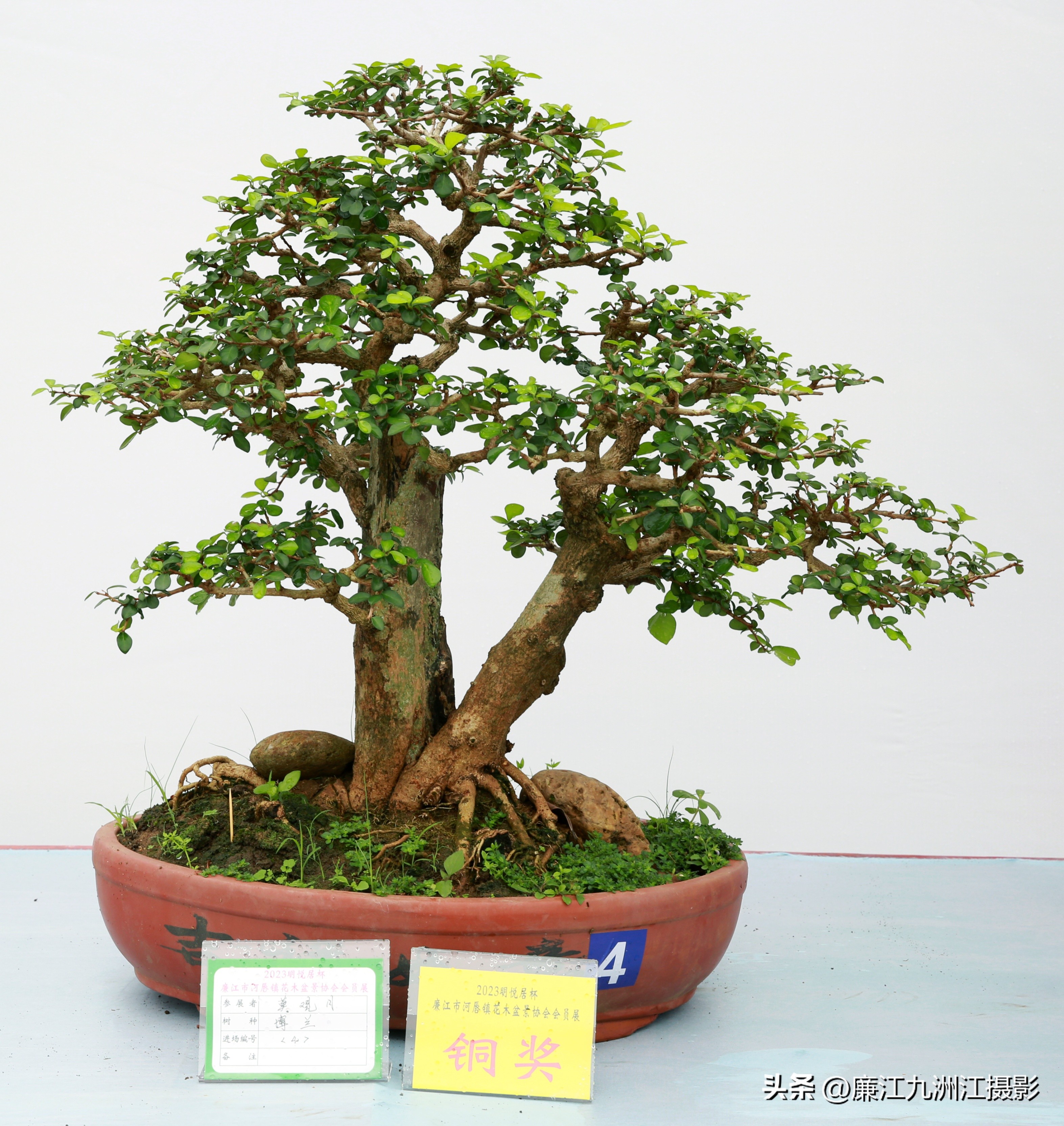 最高端的盆景展,一场惊艳的盆景展