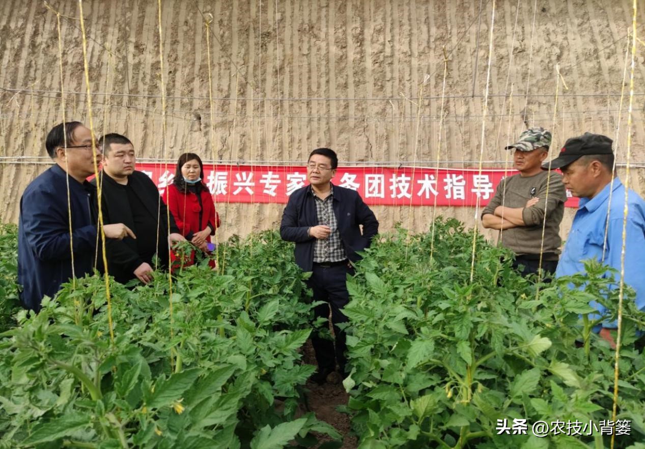 粉虱虫打什么农药,粉虱要用什么农药才能消灭