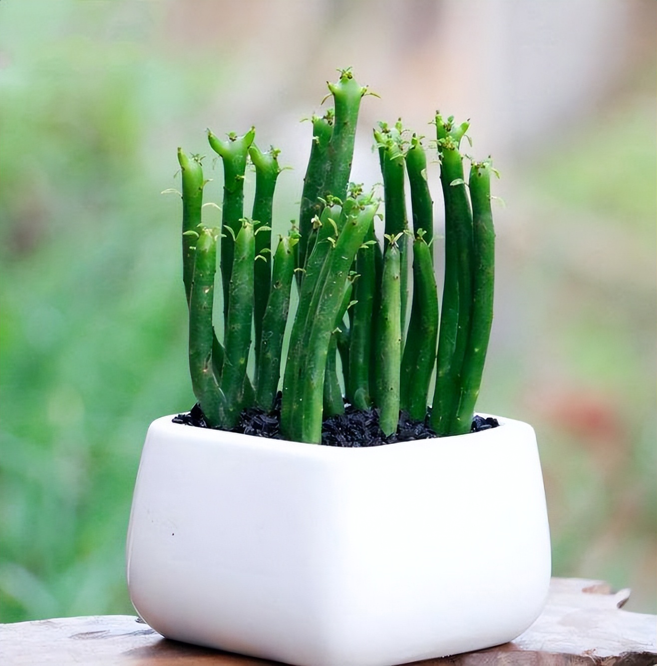 绿化有毒的花有哪些,这7种有毒花太危险