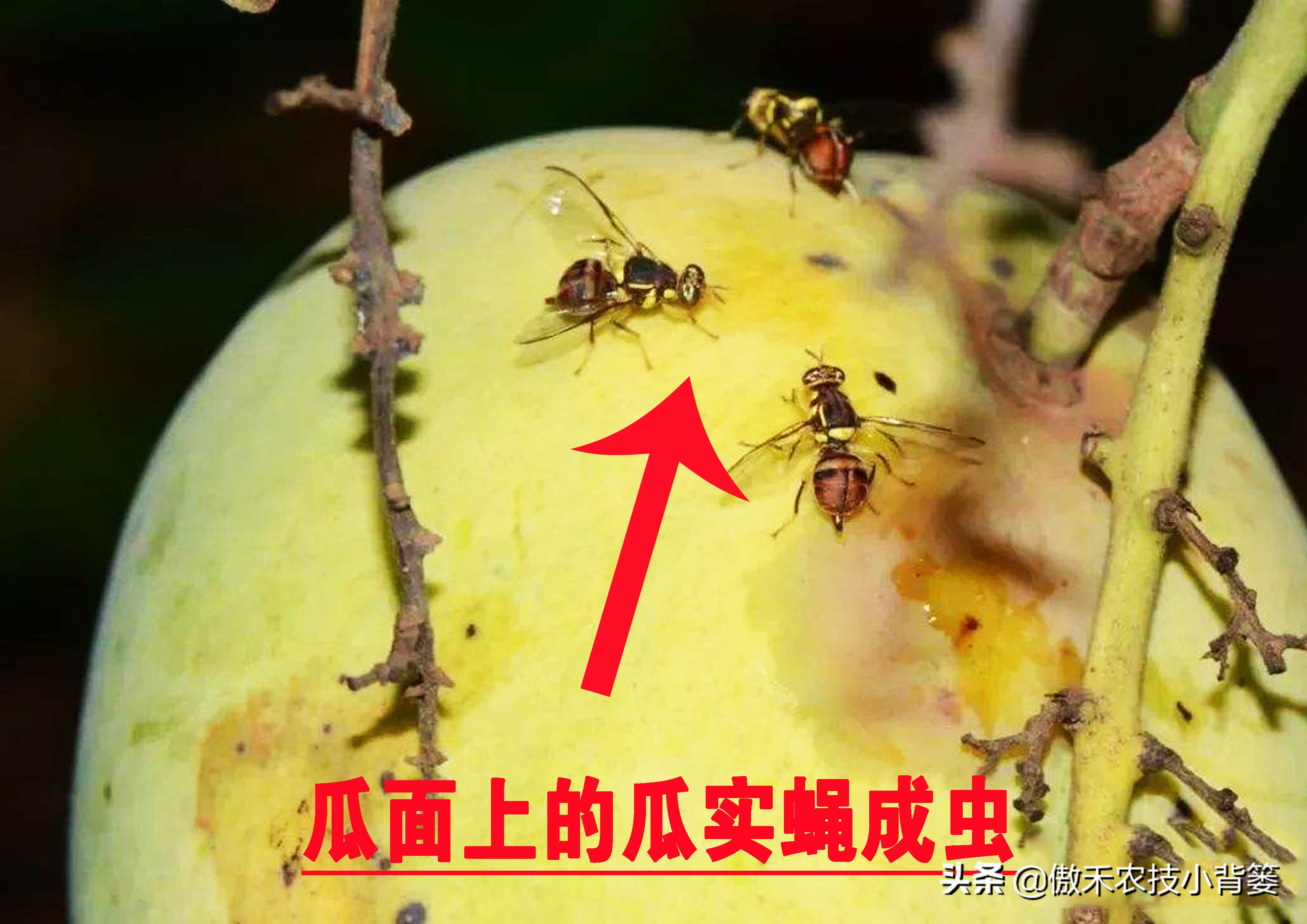 预防瓜果被虫咬的方法,瓜果有虫用什么药物