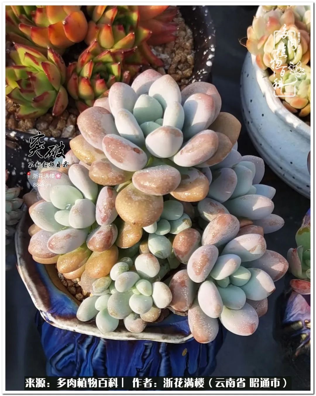 奔跑吧跑步,奔跑吧多肉盆栽