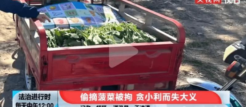 四女子以为菠菜无主薅百斤被拘，该事件起到了哪些警示作用？