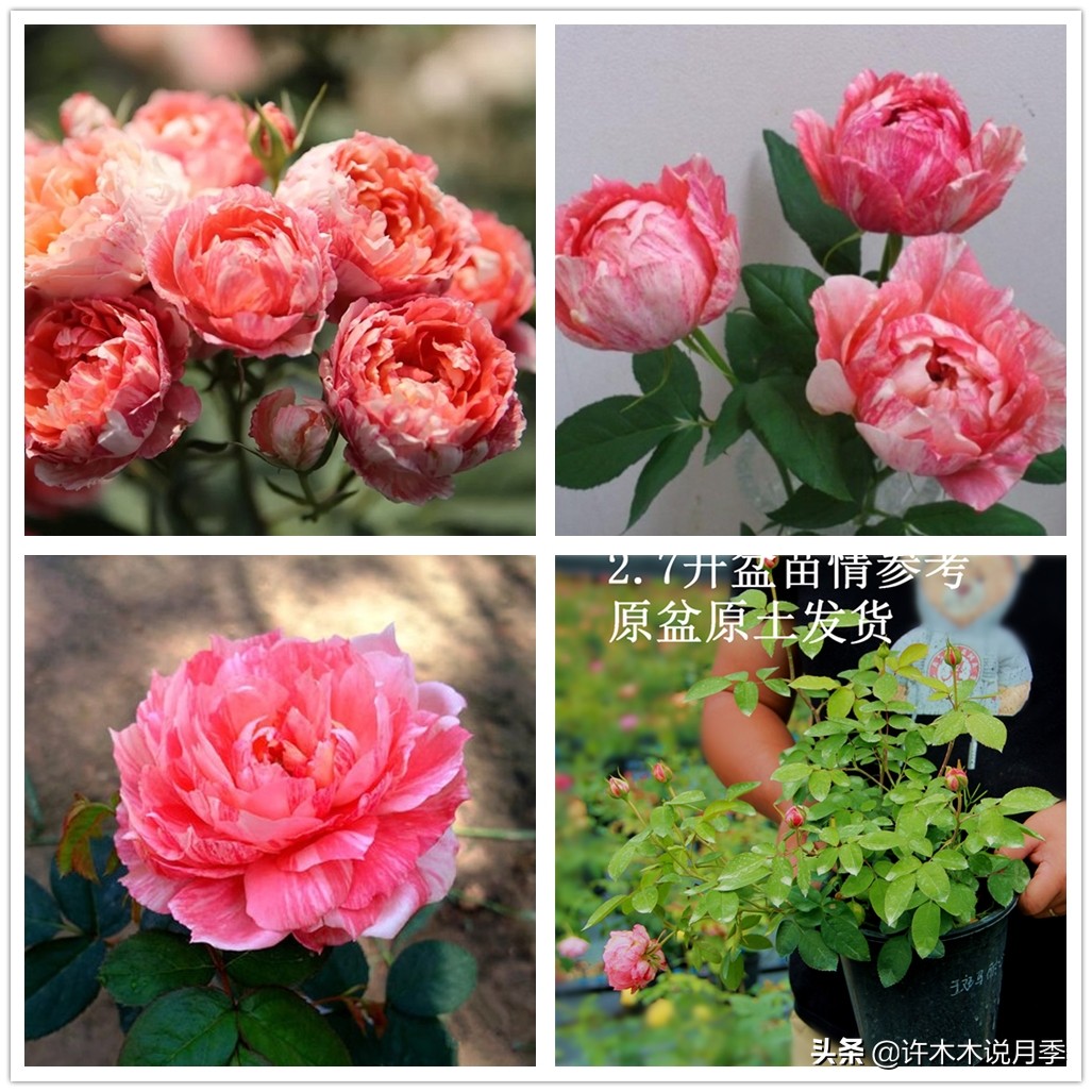 月季嫁接苗好还是扦插苗好,爬藤月季扦插苗好还是嫁接苗好