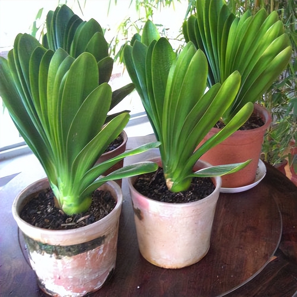 目前的君子兰怎样护养,怎么样能把君子兰养好