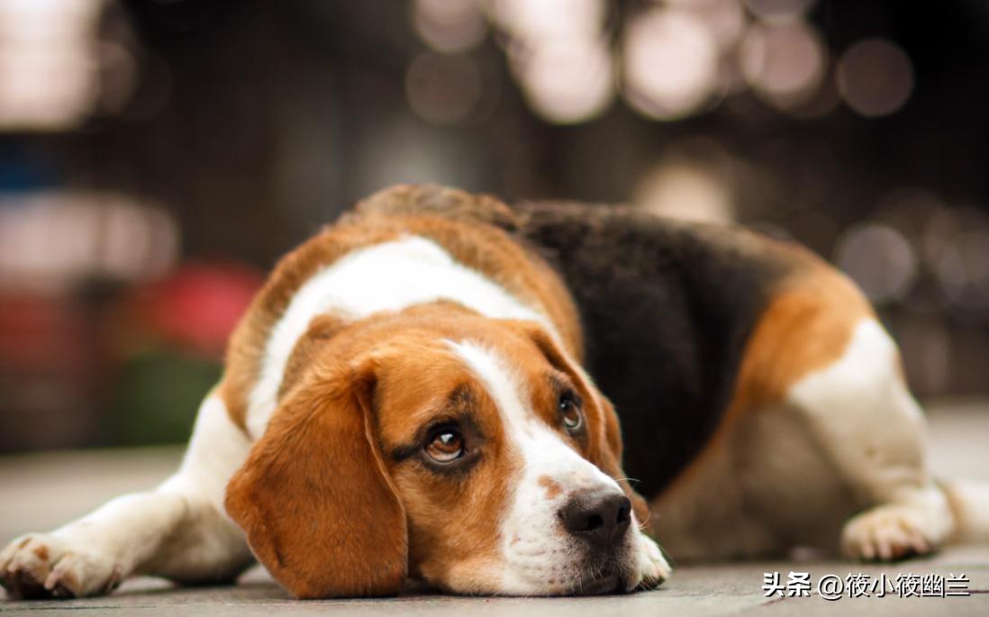 狗狗拉稀呕吐白色泡沫怎么回事,狗狗拉稀加呕吐吃什么药好得快