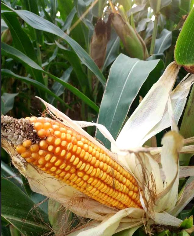 玉米种子真的涨价了吗,卖玉米种子一袋能赚多少钱