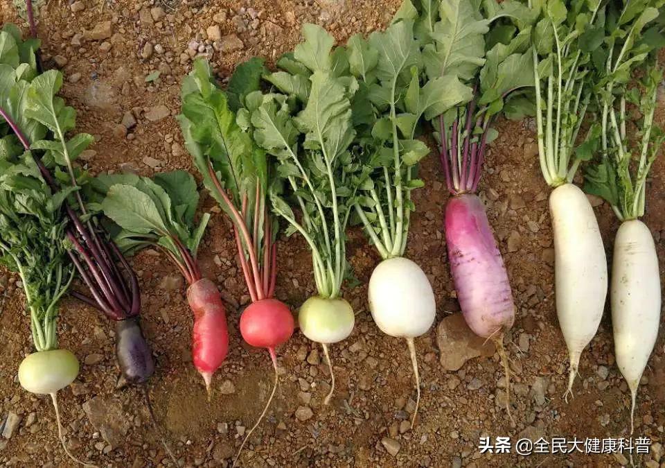 萝卜有什么不同,各种颜色的萝卜有什么不同的功效