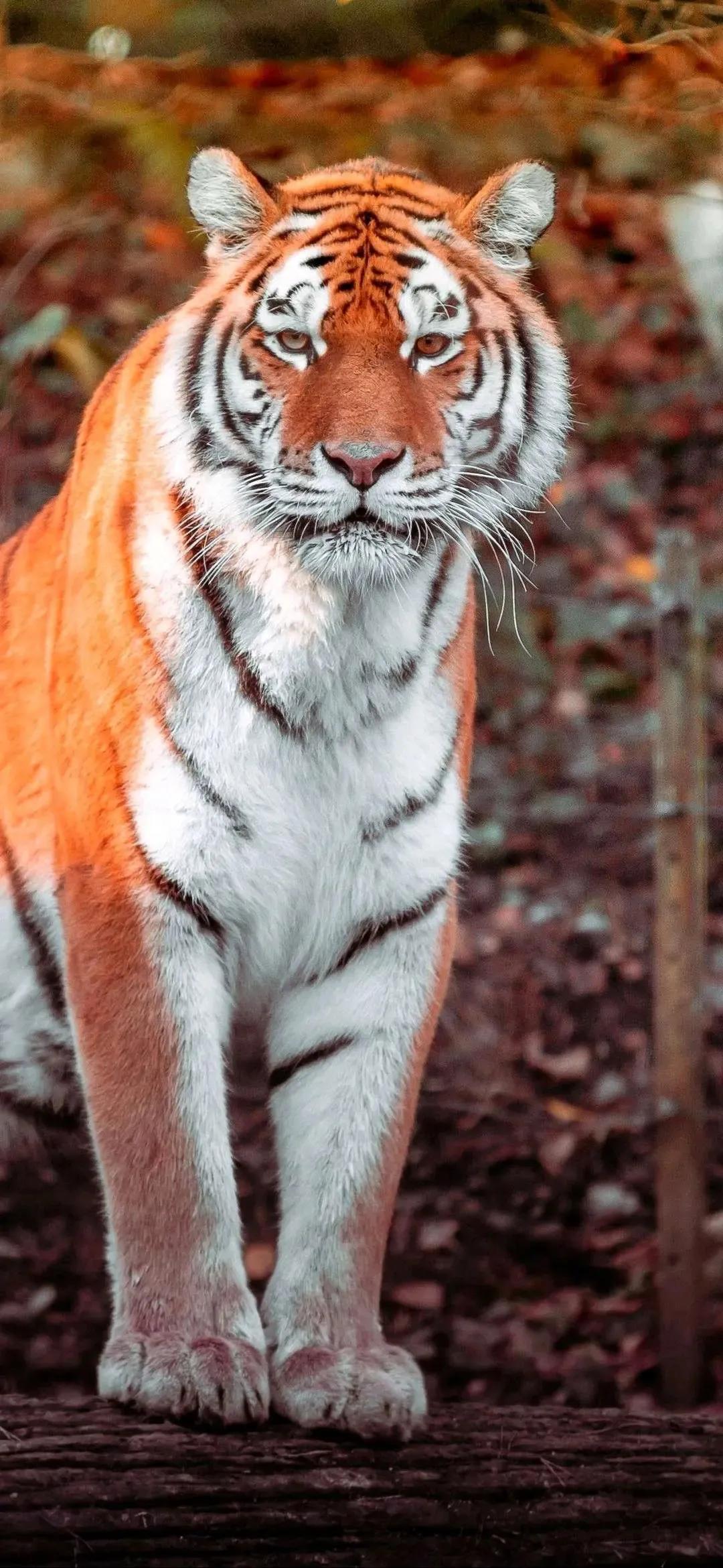 戏说老虎图文杂汇