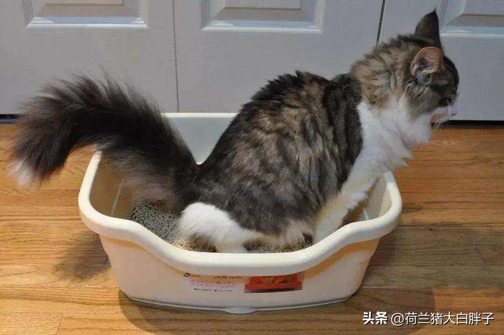 猫咪频繁拉屎是什么原因,猫咪四处乱尿是什么原因