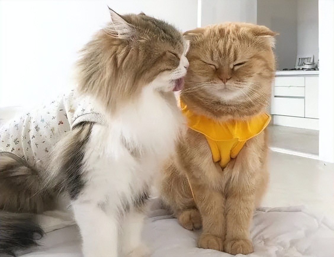 怎么交到最好的朋友,成年人如何交到真心朋友