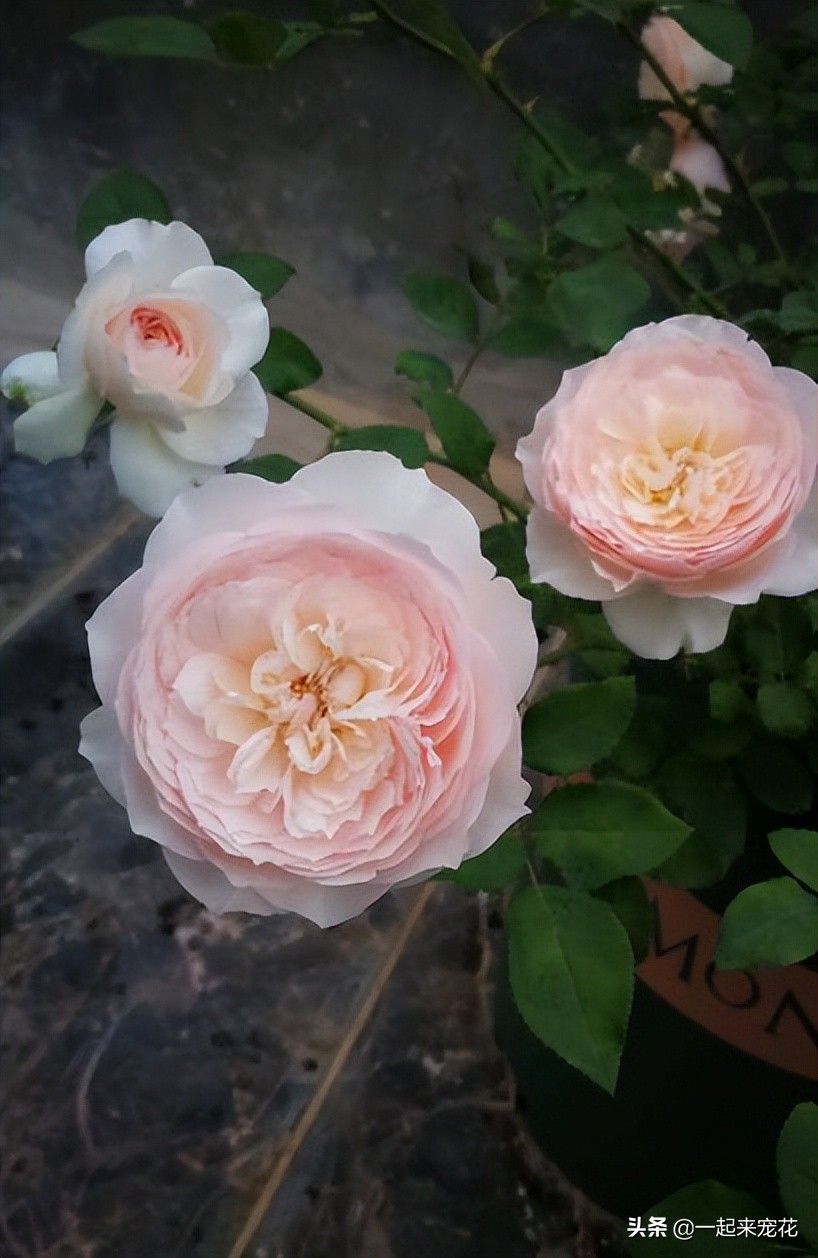 月季花最经典的100个品种,十大经典月季花品种大全