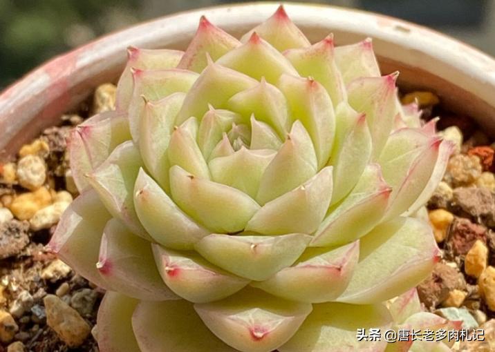 多肉小苗如何快速养大,怎么把多肉小苗养得粗壮