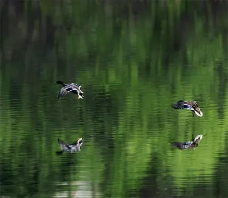 婀栬,婀栬寰愬窞