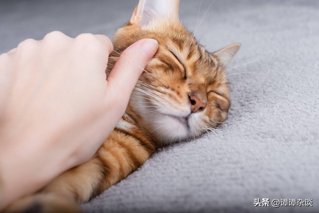 怀孕猫咪一直叫什么原因,猫咪春天一直叫怎么回事