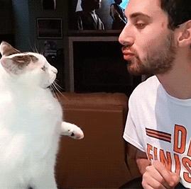 当你亲吻猫咪时它在想什么,情侣亲吻猫咪在想什么