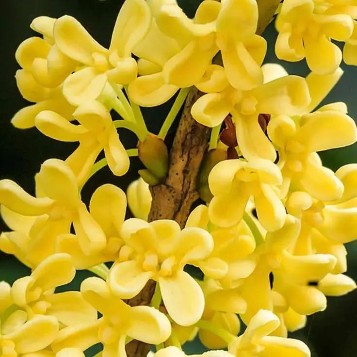 清可绝尘,清可绝尘浓能远溢什么意思