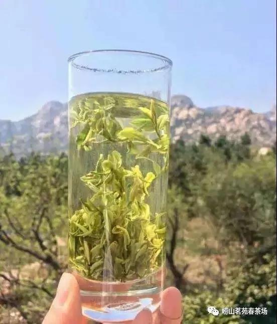 崂山散装绿茶,崂山绿茶几月份最好