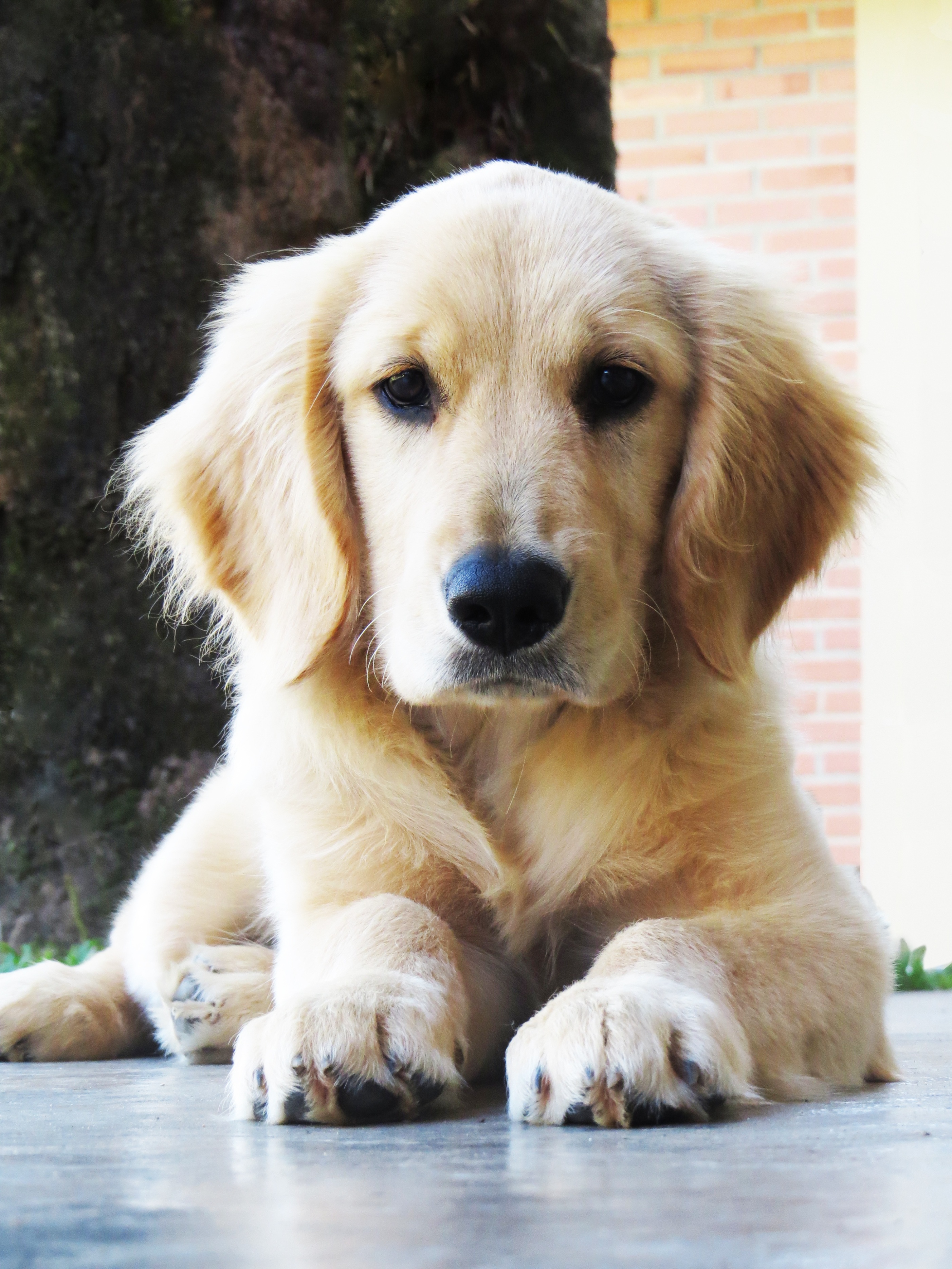 金毛狗狗是大暖汪特别的温柔乖巧,金毛优点比较多的狗狗