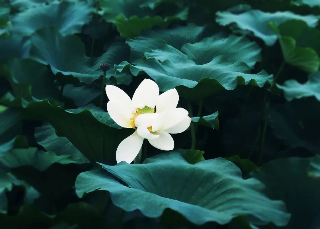 五首最美荷花诗词送你清凉一夏,30首荷花诗词唯美整个夏天