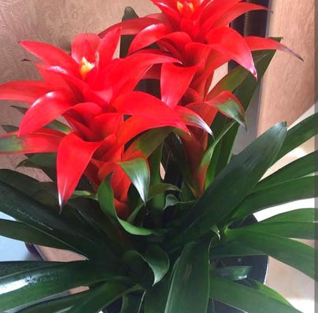 十种适合春节养的花,春节养什么花开花最好看