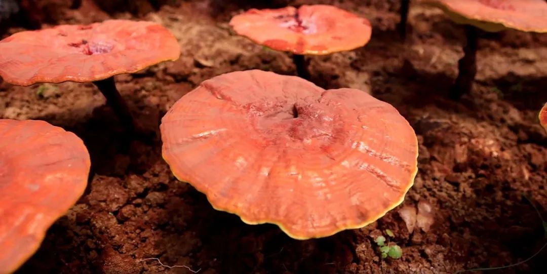 草际风来作药香寻找中国好营养