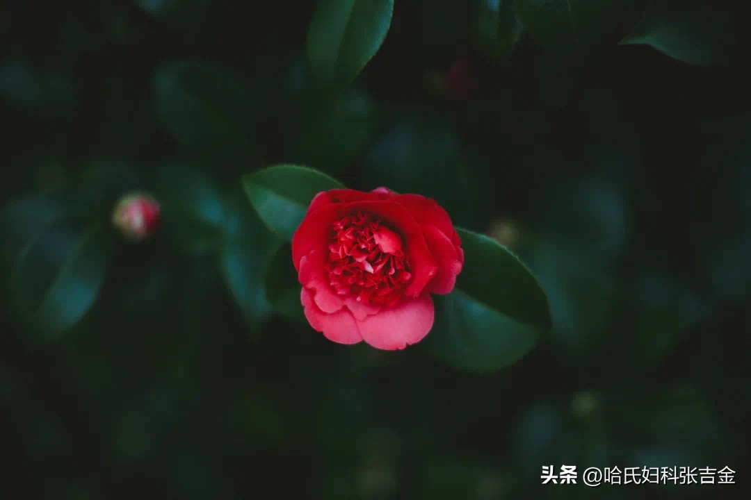 卵巢衰老怎样食疗改善,卵巢衰老的四个信号不要忽视