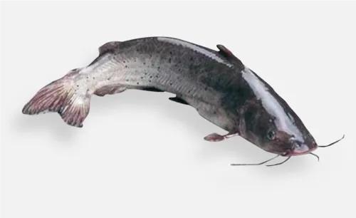 中国淡水鱼图谱大全集,中国各种淡水鱼的图片和名字