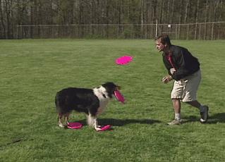 “这狗我认识，考试坐我旁边。”你什么时候被宠物的智商震惊过？