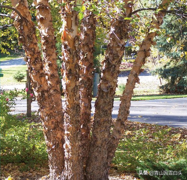 荒山种什么树木经济效益好,荒山种植什么最赚钱