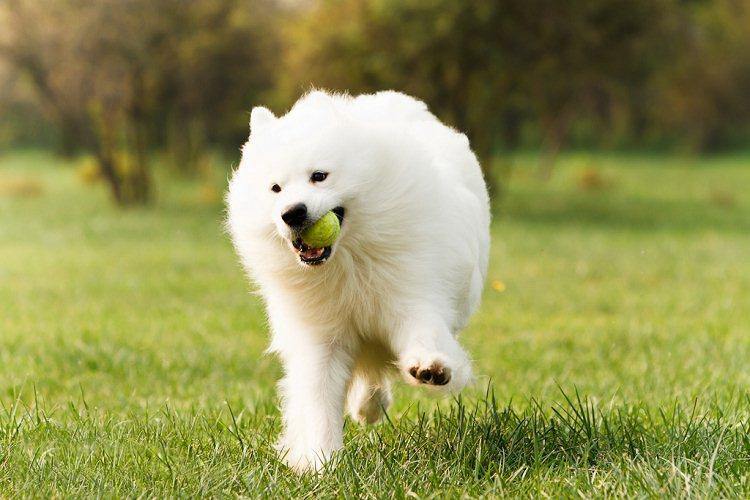 带你了解狗狗的个性养狗前必看,养狗首选这3种狗既便宜又好养