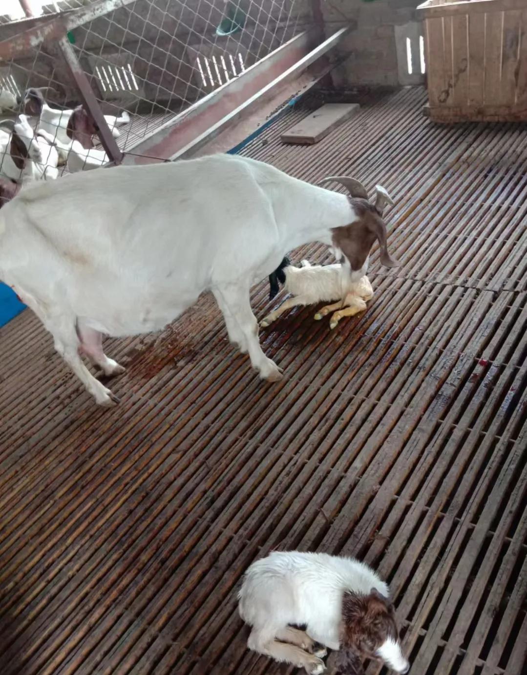 养羊母羊产后管理,养羊新生羔羊的护理视频