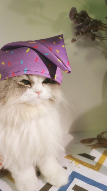 猫界的刘亦菲三花猫,三花猫界的刘亦菲