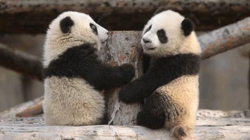 最喜爱大熊猫的前六名国家,世界上最宠大熊猫的6个国家